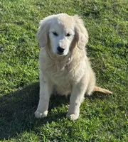 Beatrice , a female English Cream Golden Retriever for sale in Woodsville, NH – 4 of 5