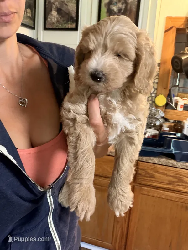 Coby  – Poodle - Toy , Miniature Goldendoodle puppy for sale in Woodsville, NH
