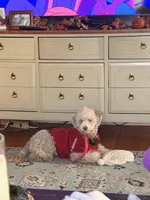 Daisy , a female Poodle - Toy  and Poodle - Miniature  for sale in North Haverhill, NH – 1 of 3