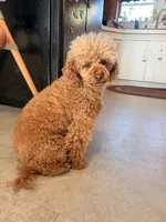 Minnie, a female Poodle - Toy  for sale in North Haverhill, NH – 2 of 2