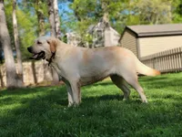 Tilly , a female Labrador Retriever for sale in Woodsville, NH – 2 of 2