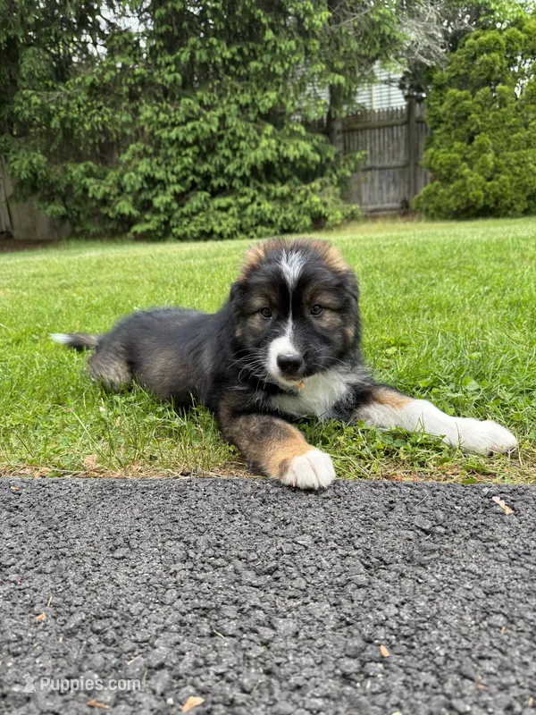 Bear – Australian Shepherd puppy for sale in Woodsville, NH