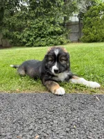 Bear, a male Australian Shepherd for sale in Woodsville, NH – 1 of 3