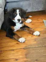Thelma , a female Bernese Mountain Dog for sale in Woodsville, NH – 3 of 3