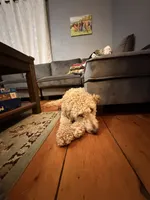 Milo , a male Goldendoodle and Poodle - Miniature  for sale in North Haverhill, NH – 6 of 7