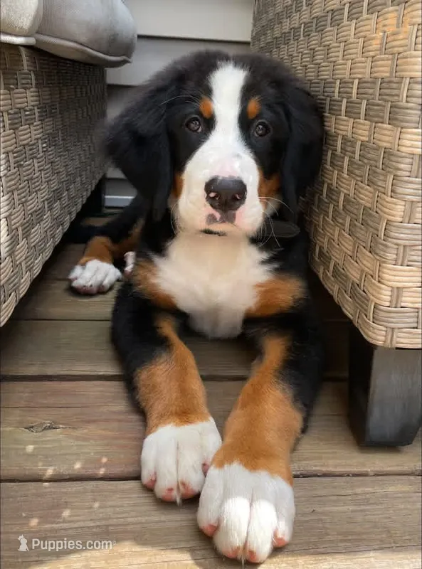 Thelma – Bernese Mountain Dog puppy for sale in Woodsville, NH