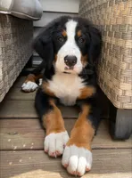 Thelma, a female Bernese Mountain Dog for sale in Woodsville, NH – 1 of 2