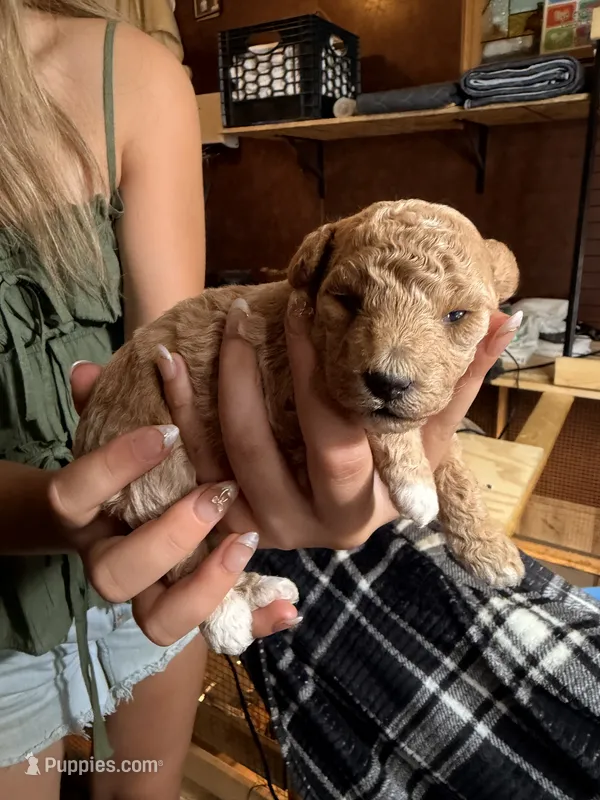 Bella  – Poodle - Toy  puppy for sale in Woodsville, NH
