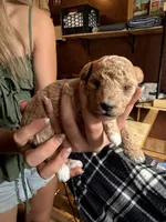 Bella , a female Poodle - Toy  for sale in Woodsville, NH – 2 of 3