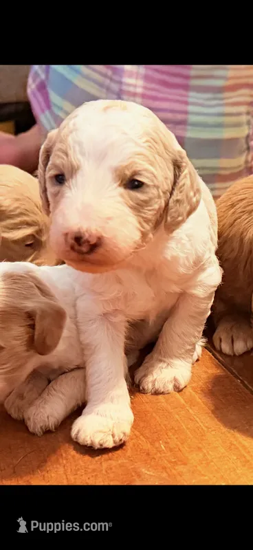 River  – Miniature Goldendoodle puppy for sale in Woodsville, NH