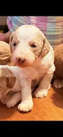 River , a female Miniature Goldendoodle for sale in Woodsville, NH – 1 of 4