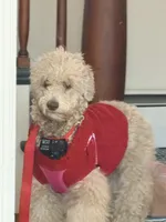 Daisy , a female Poodle - Toy  and Poodle - Miniature  for sale in North Haverhill, NH – 2 of 3