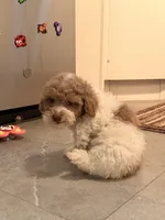 Peter , a male Poodle - Toy  for sale in North Haverhill, NH – 4 of 4