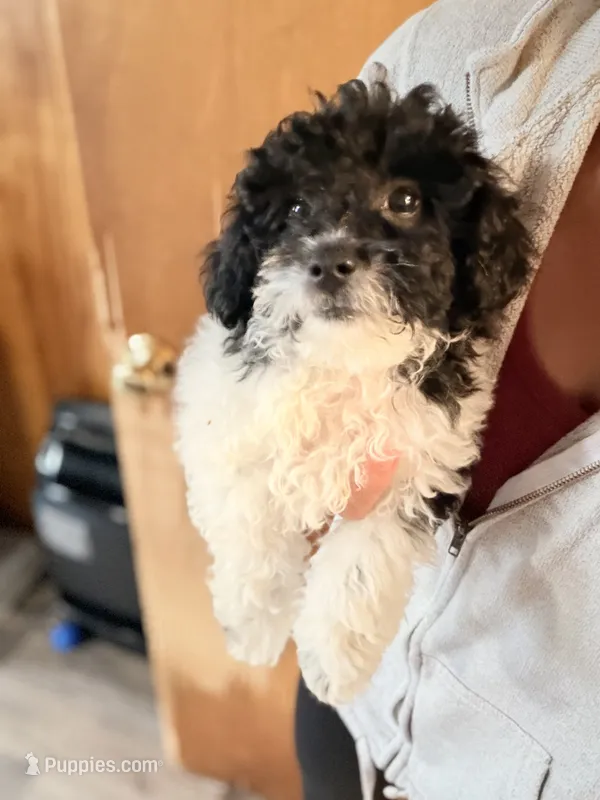Barney  – Poodle - Toy  puppy for sale in North Haverhill, NH