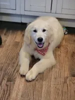 Beatrice , a female English Cream Golden Retriever for sale in Woodsville, NH – 1 of 5