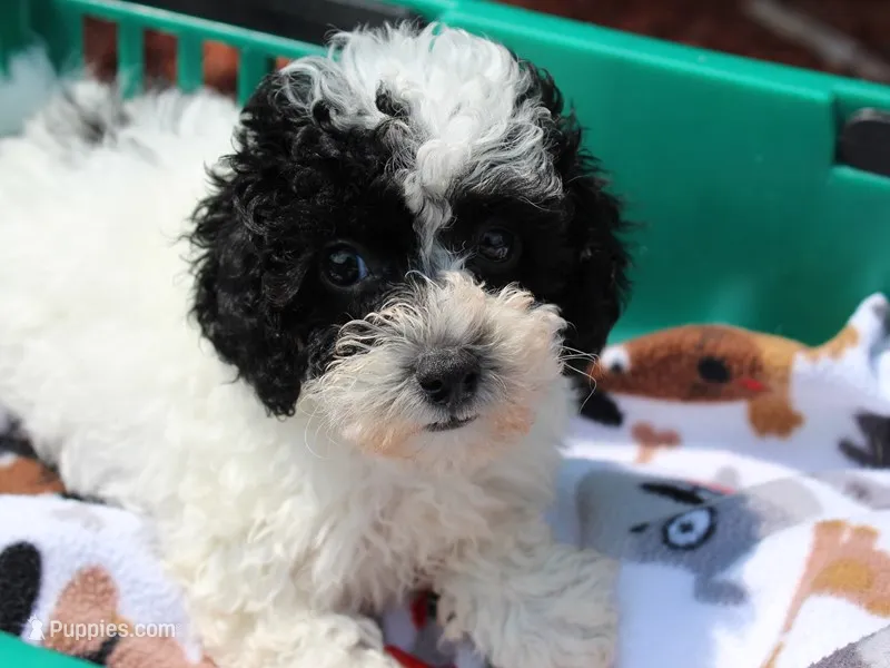 Otis  – Poodle - Toy  puppy for sale in North Haverhill, NH