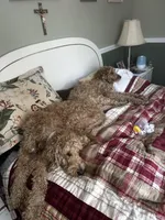 Willow , a female Goldendoodle for sale in Woodsville, NH – Photo 8 of 8