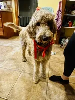 Willow , a female Goldendoodle for sale in Woodsville, NH – Photo 3 of 8