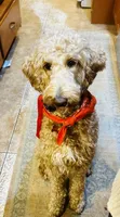 Willow , a female Goldendoodle for sale in Woodsville, NH – Photo 1 of 8