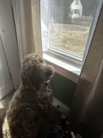 Willow , a female Goldendoodle for sale in Woodsville, NH – Photo 6 of 8