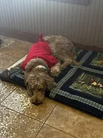 Willow , a female Goldendoodle for sale in Woodsville, NH – Photo 5 of 8