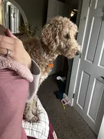 Miss Willow , a female Goldendoodle and Poodle - Standard  for sale in Woodsville, NH – 1 of 5