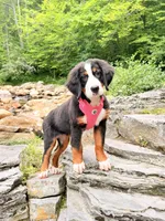Thelma , a female Bernese Mountain Dog for sale in Woodsville, NH – 1 of 3