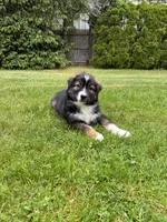 Bear, a male Australian Shepherd for sale in Woodsville, NH – 2 of 3