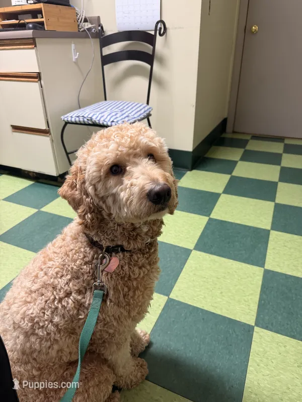 Milo  – Goldendoodle, Poodle - Miniature  puppy for sale in North Haverhill, NH