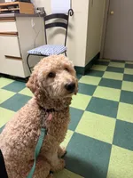 Milo , a male Goldendoodle and Poodle - Miniature  for sale in North Haverhill, NH – 1 of 7