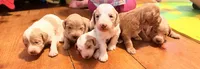 River , a female Miniature Goldendoodle for sale in Woodsville, NH – 3 of 4