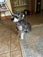 Phoebe (fi fi ) , a female Miniature Schnauzer for sale in Woodsville, NH – 2 of 2