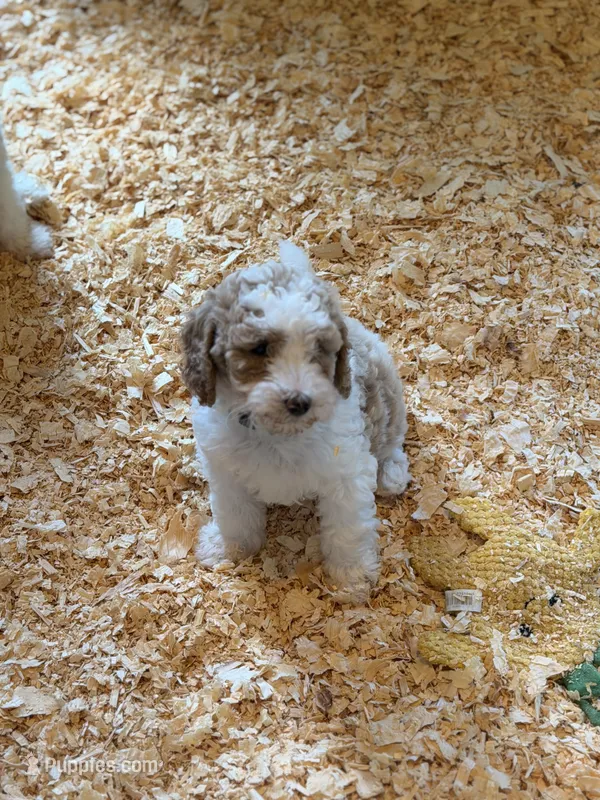 Lily – Goldendoodle puppy for sale in Woodsville, NH