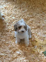 Lily, a female Goldendoodle for sale in Woodsville, NH – 1 of 2