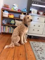 Milo , a male Goldendoodle and Poodle - Miniature  for sale in North Haverhill, NH – 7 of 7