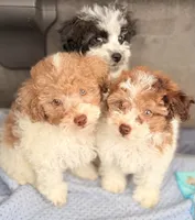 Peter , a male Poodle - Toy  for sale in North Haverhill, NH – 2 of 4