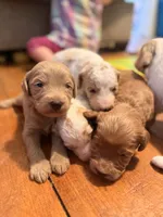 Lainey , a female Goldendoodle and Poodle - Toy  for sale in Woodsville, NH – 3 of 3