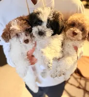 Darla , a female Poodle - Toy  for sale in North Haverhill, NH – 2 of 4