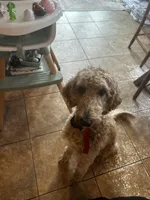 Willow , a female Goldendoodle and Poodle - Standard  for sale in Woodsville, NH – 2 of 3