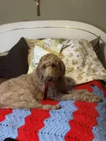 Willow , a female Goldendoodle and Poodle - Standard  for sale in Woodsville, NH – 3 of 3