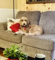 Willow , a female Goldendoodle and Poodle - Standard  for sale in Woodsville, NH – 1 of 3