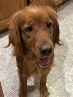Maple , a female Golden Retriever for sale in Woodsville, NH – 3 of 3