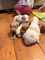River , a female Miniature Goldendoodle for sale in Woodsville, NH – 4 of 4