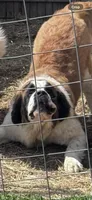 Cujo, a male Saint Bernard for sale in Woodsville, NH – 2 of 3