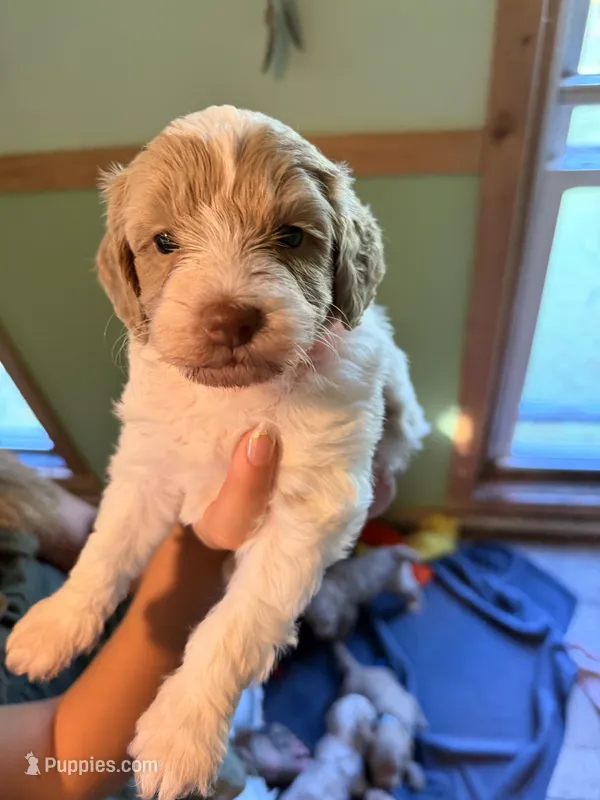 Lily  – Poodle - Toy , Miniature Goldendoodle puppy for sale in Woodsville, NH