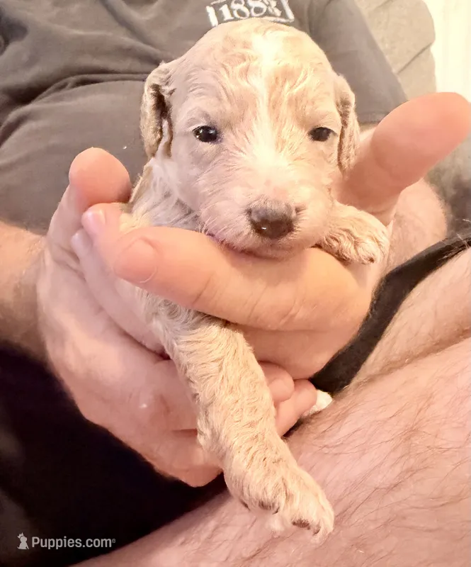Lainey  – Goldendoodle, Poodle - Toy  puppy for sale in Woodsville, NH
