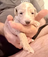 Lainey , a female Goldendoodle and Poodle - Toy  for sale in Woodsville, NH – 1 of 3
