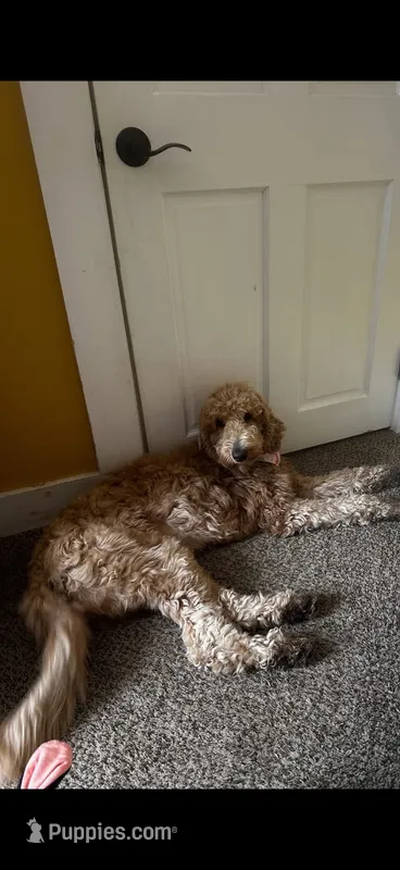 Willow – Goldendoodle puppy for sale in Woodsville, NH