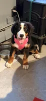 Thelma, a female Bernese Mountain Dog for sale in Woodsville, NH – 2 of 2