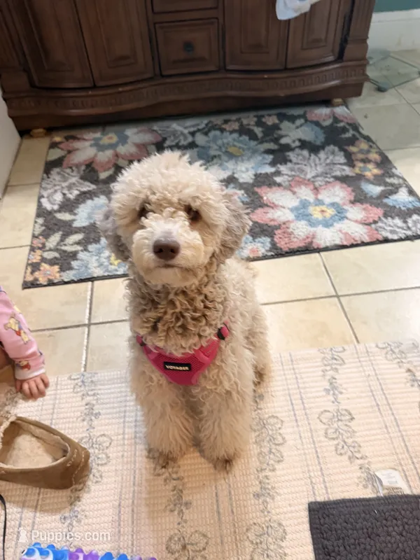 Daisy – Poodle - Toy  puppy for sale in North Haverhill, NH